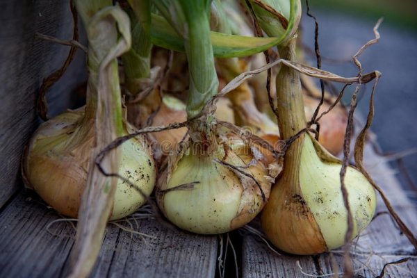 Подскажите ссылку на kraken onion top